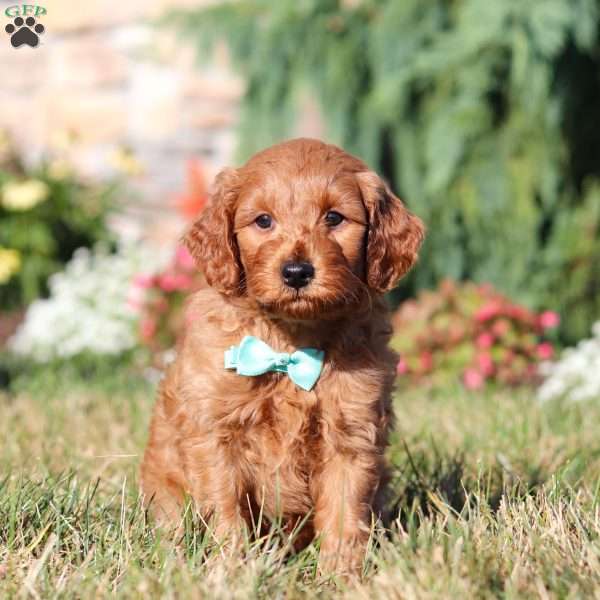 Preston, Mini Goldendoodle Puppy